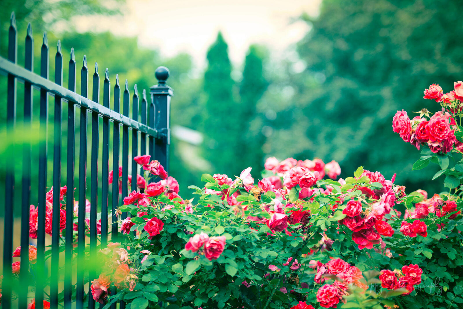 Wallpapers flowers rose fence on the desktop