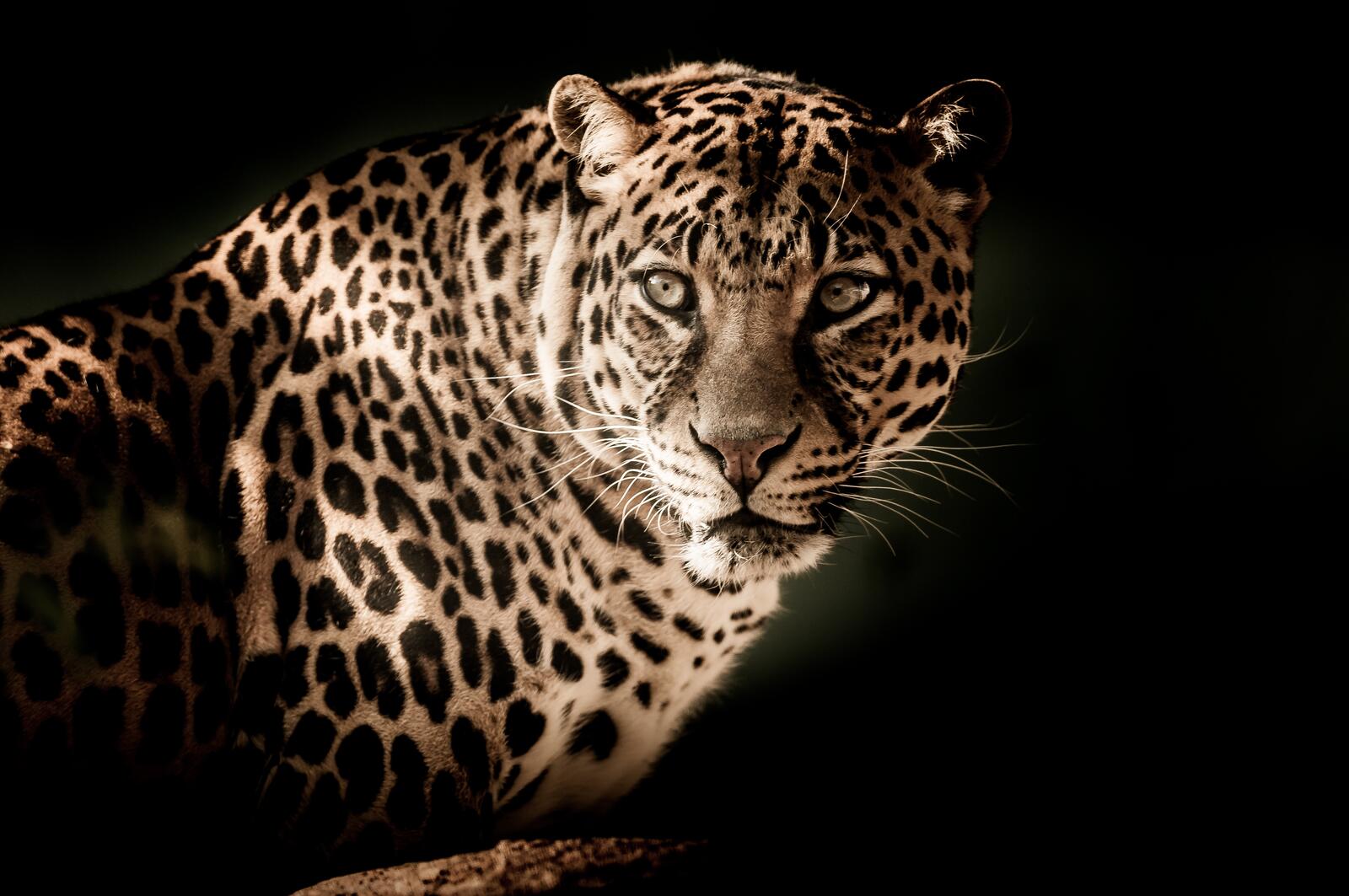 Wallpapers view leopard look predator on the desktop