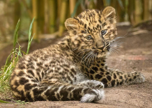 Leopard kitten on the path