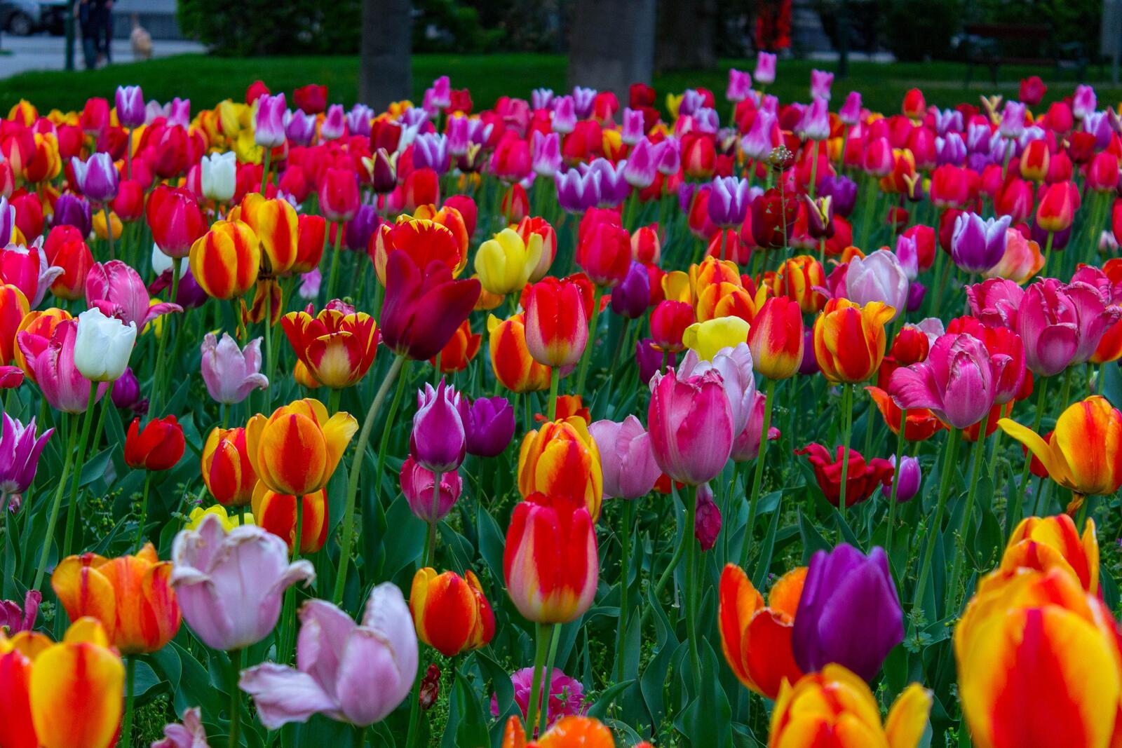 Бесплатное фото Поле с разноцветными тюльпанами