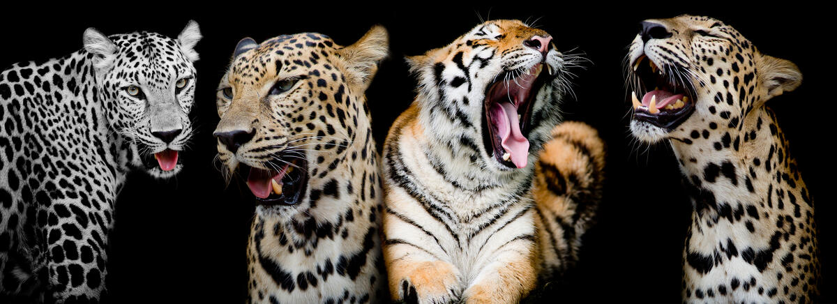 леопарды и тигр