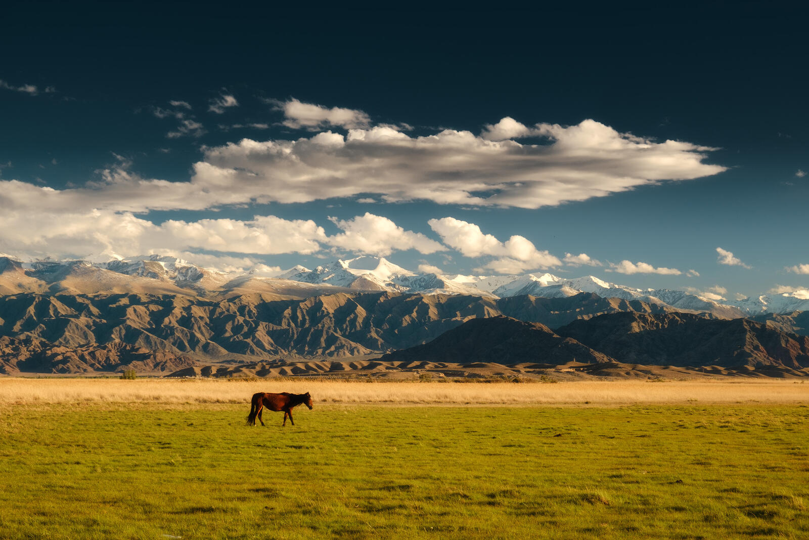 Бесплатное фото Конь в поле