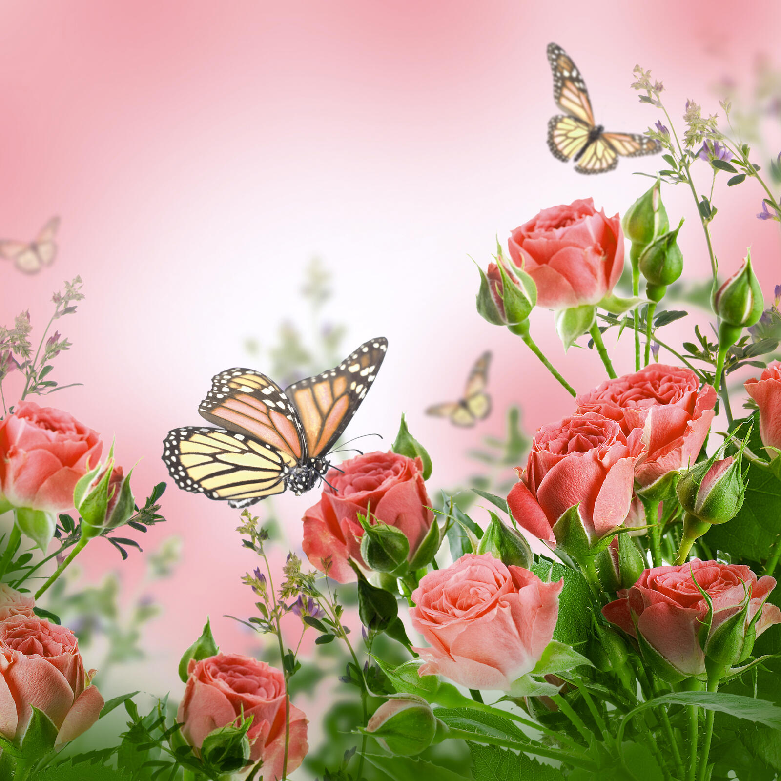 Wallpapers rose butterfly roses on the desktop