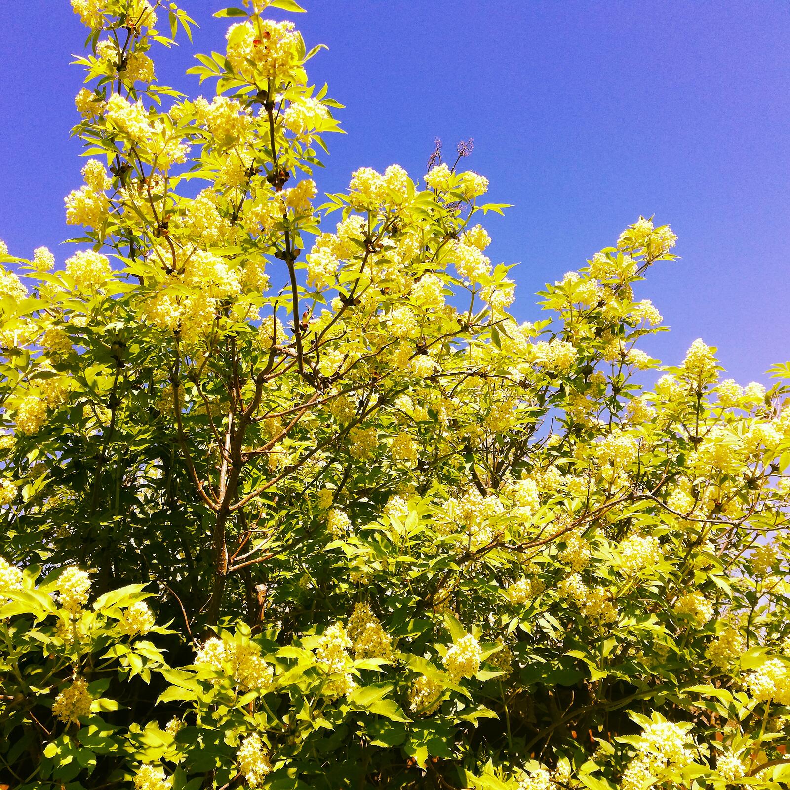 Wallpapers spring sky yellow flowers on the desktop