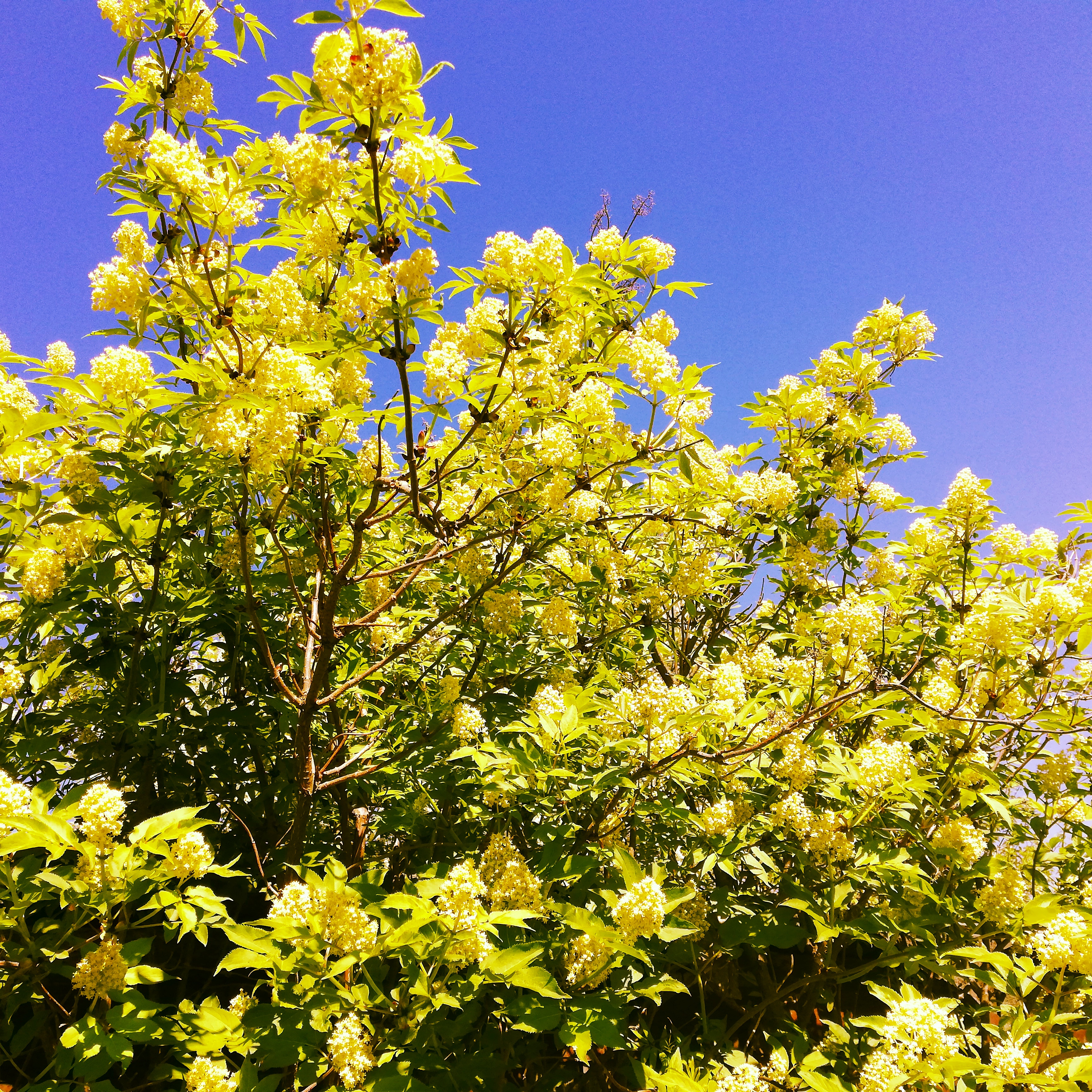 Фото бесплатно весна, небо, желтые цветы