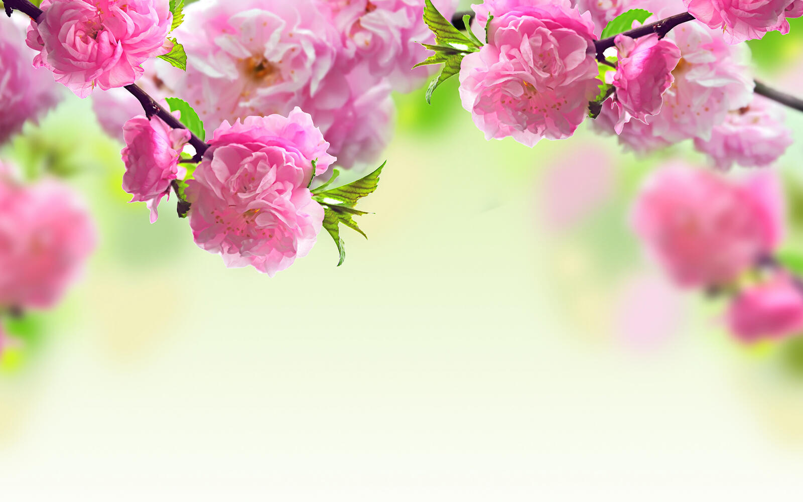 Wallpapers almond blossoms flowers on the desktop