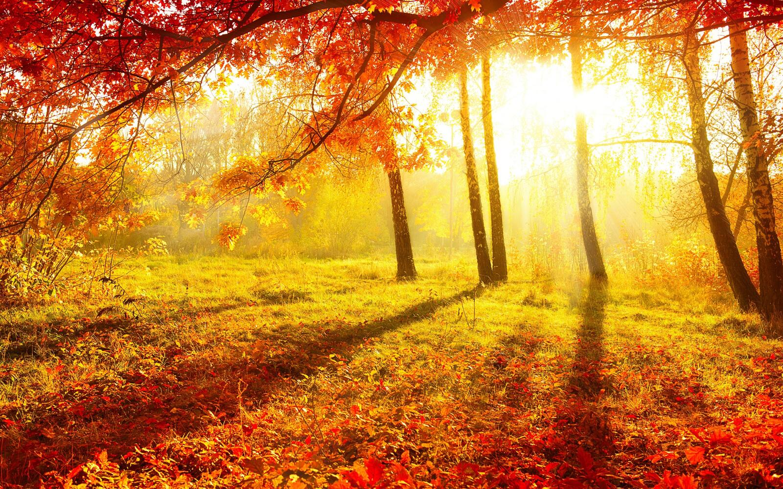 Wallpapers autumn burgundy forest on the desktop