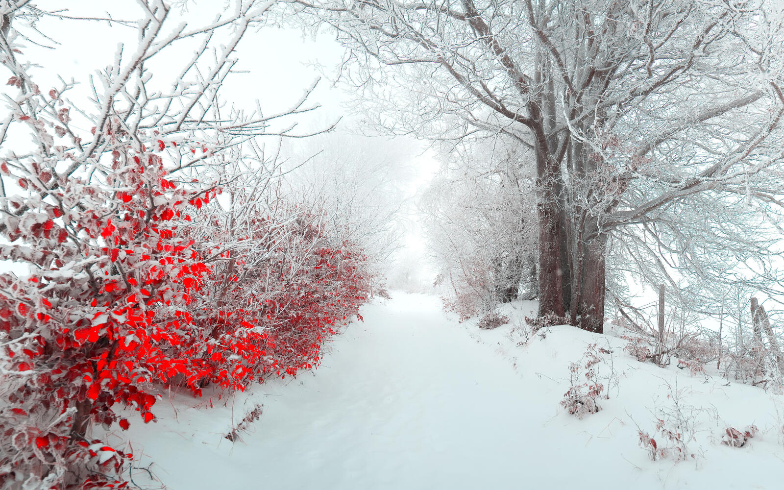 Wallpapers handsome snowdrifts christmas on the desktop