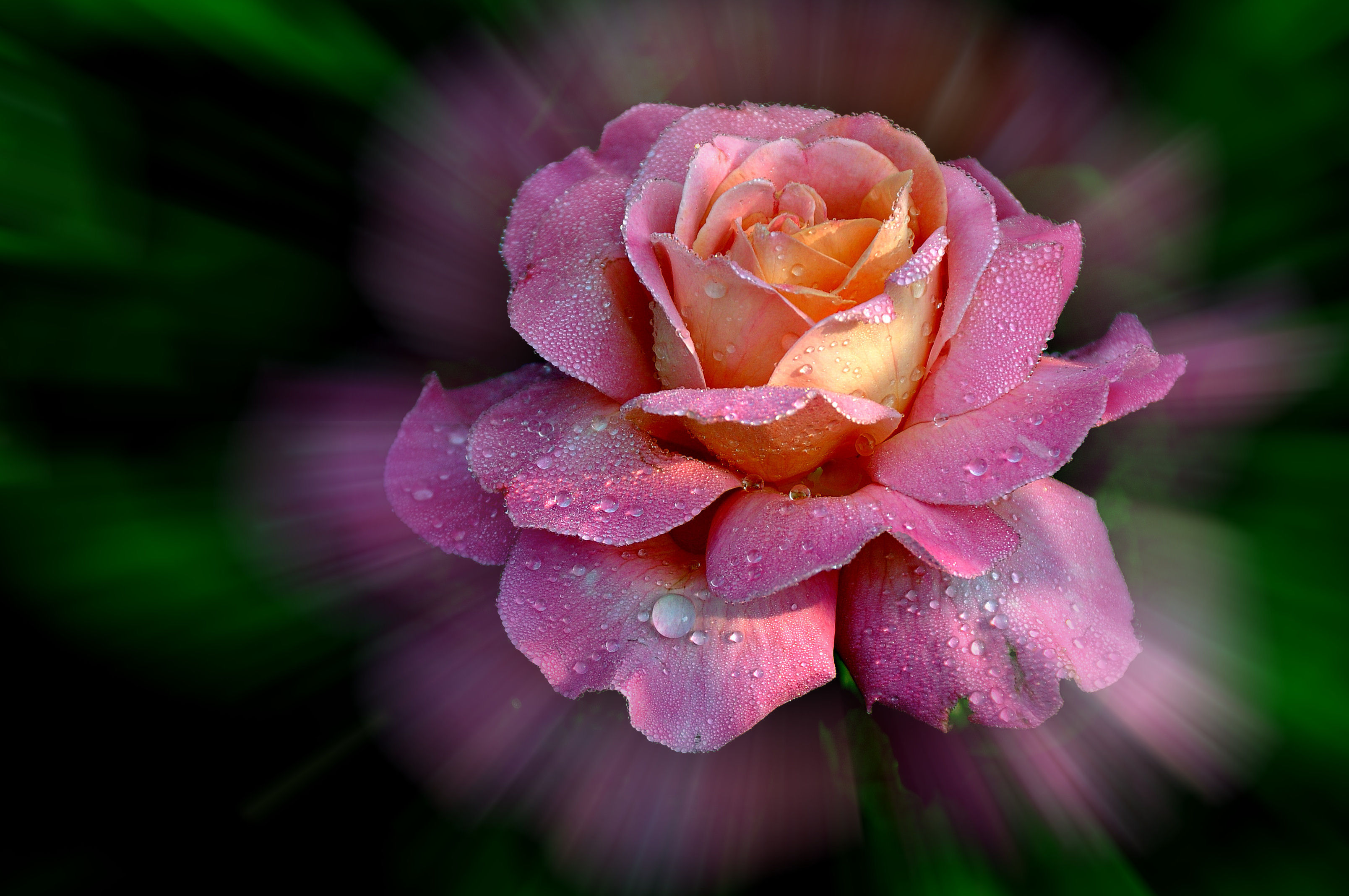 Обои цветочная композиция цветок роза на рабочий стол
