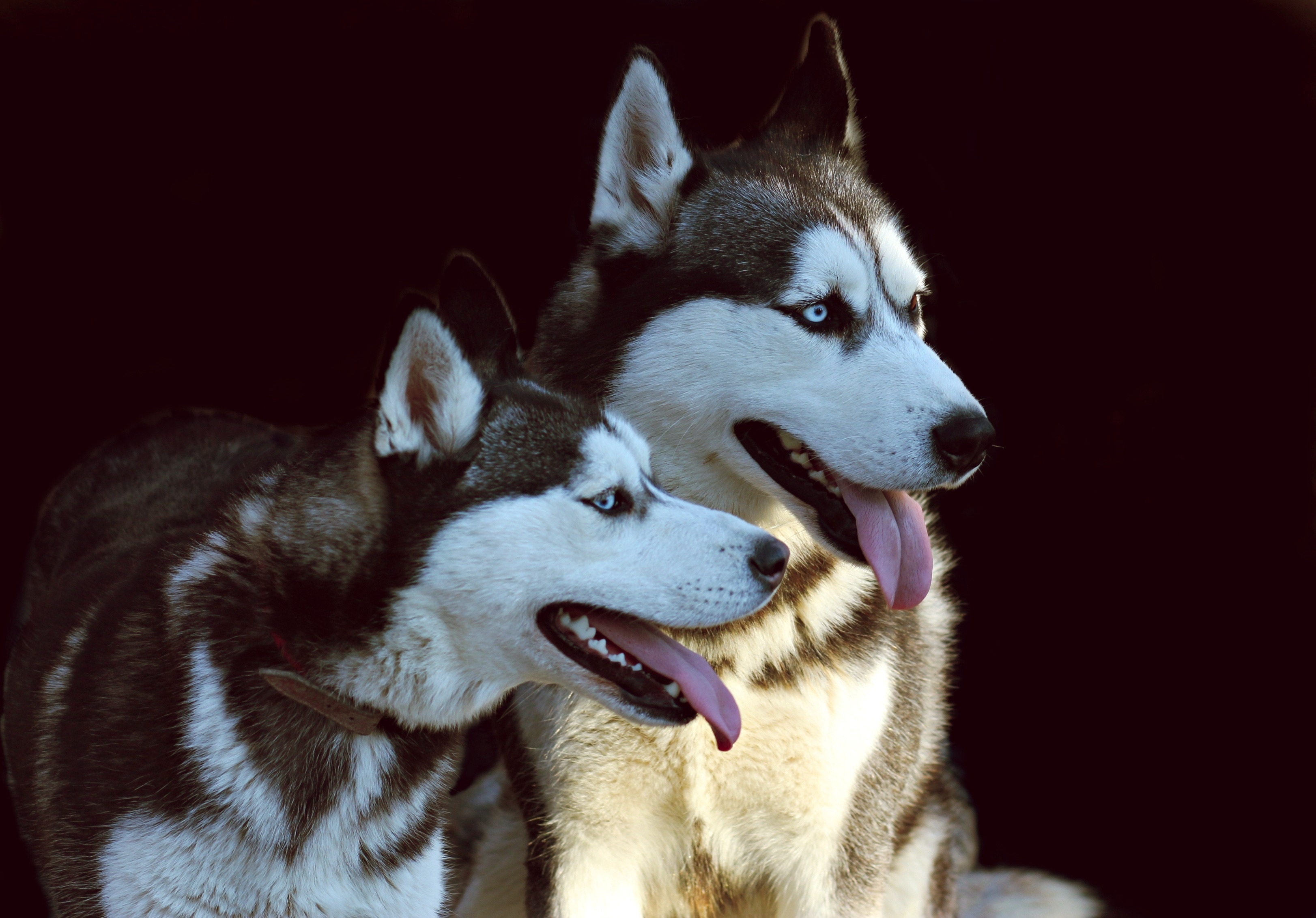 Wallpapers husky dog looking cute dogs photo shoot on the desktop