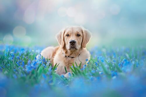 Собака в голубых цветах