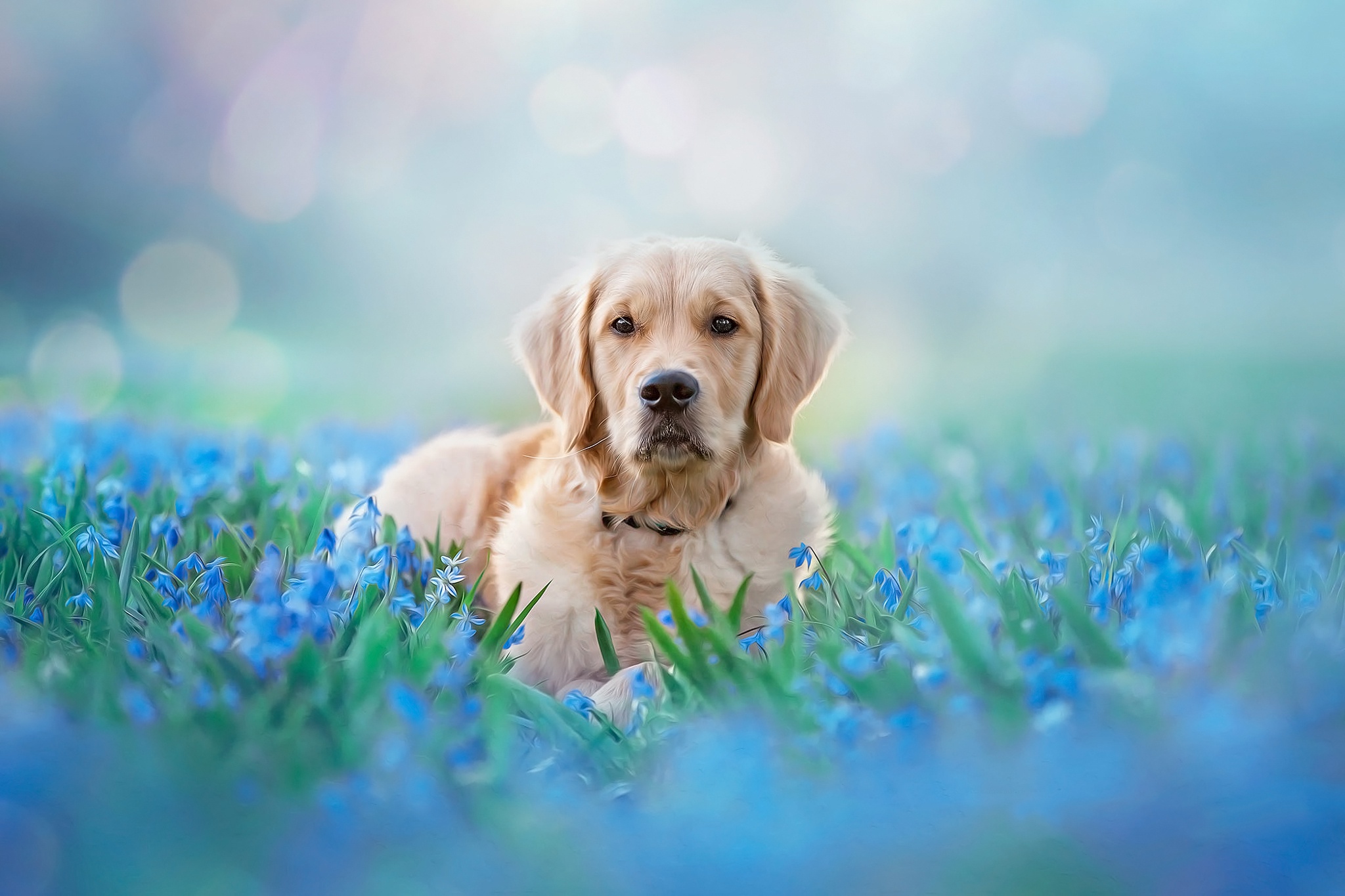 Бесплатное фото Собака в голубых цветах