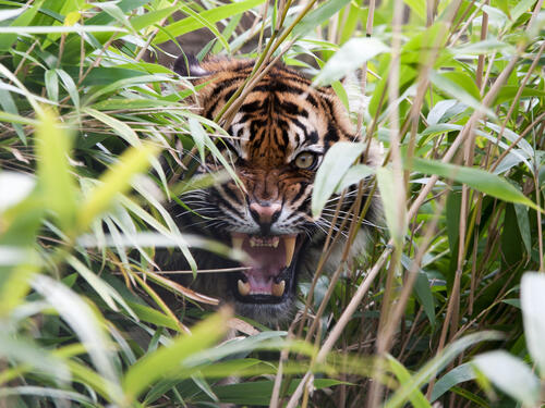 Tiger growls from the bushes