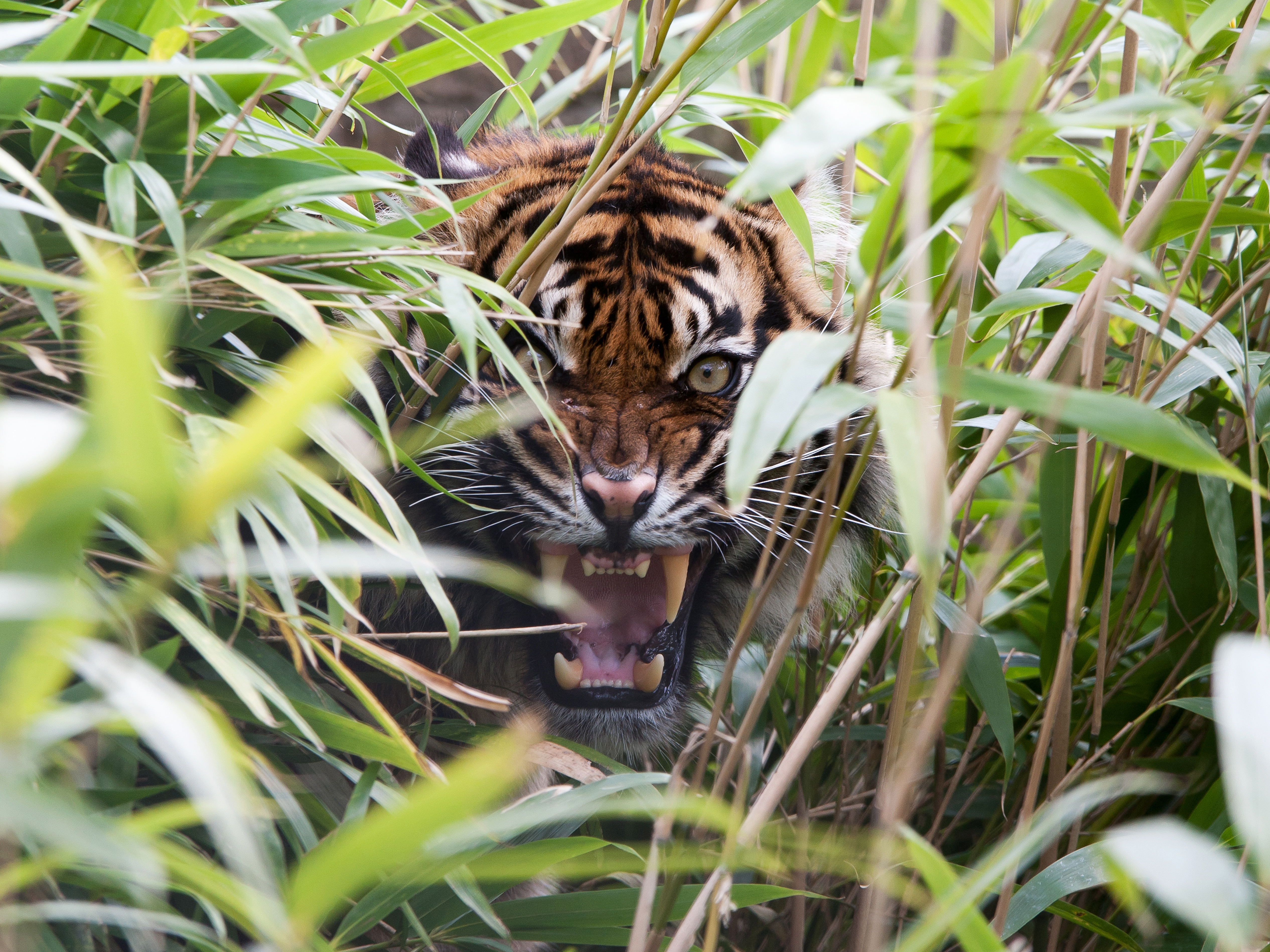 免费照片一只老虎在灌木丛中咆哮