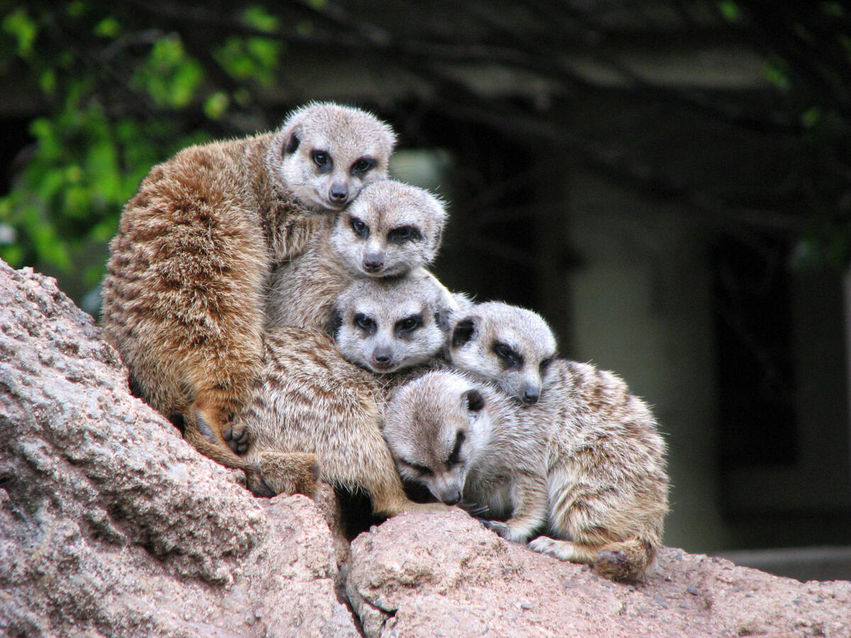 Funny meerkats