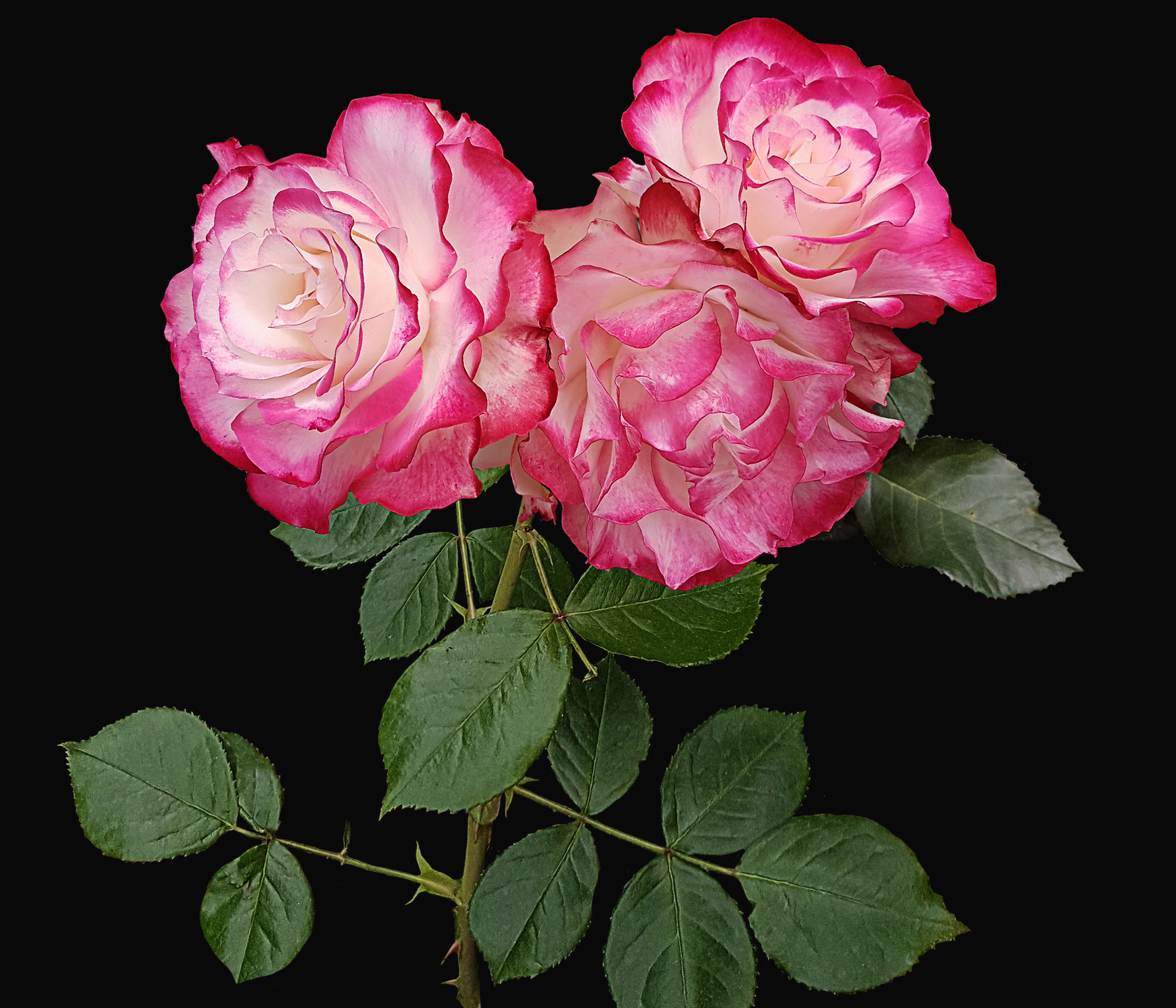 Обои розовый бутон одинокая роза розы на рабочий стол