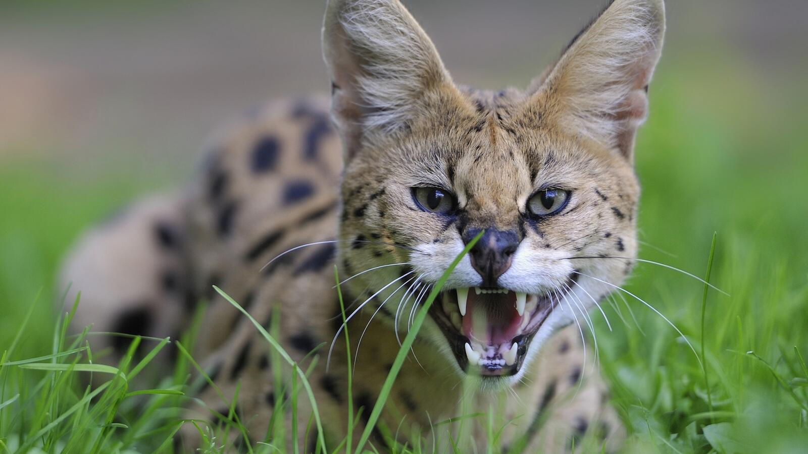 Wallpapers cats cat serval on the desktop