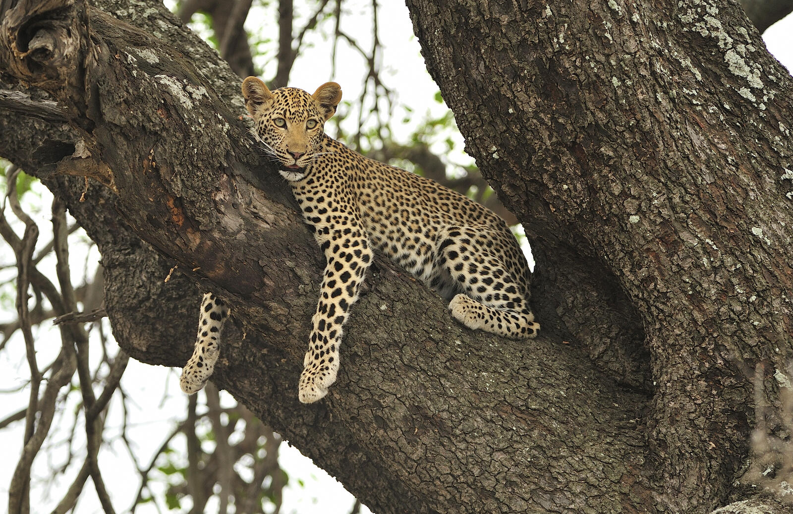 Обои Leopard in tree пасмурный день отдых на дереве на рабочий стол