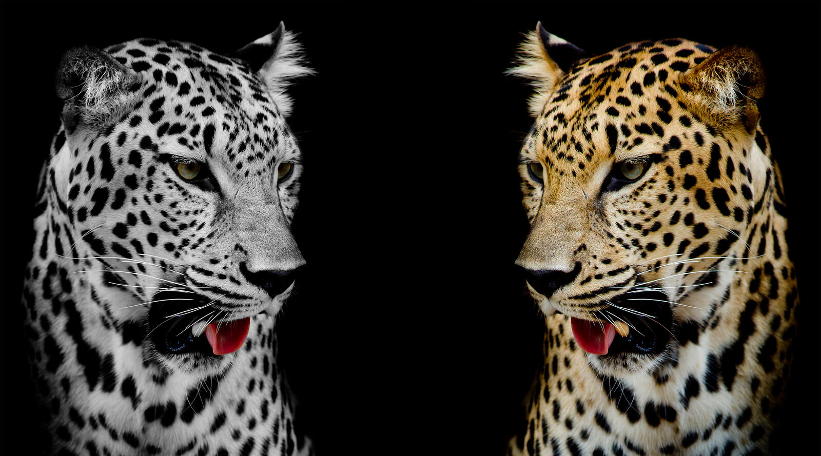 Wallpapers Leopard portrait big cat spotted cat on the desktop