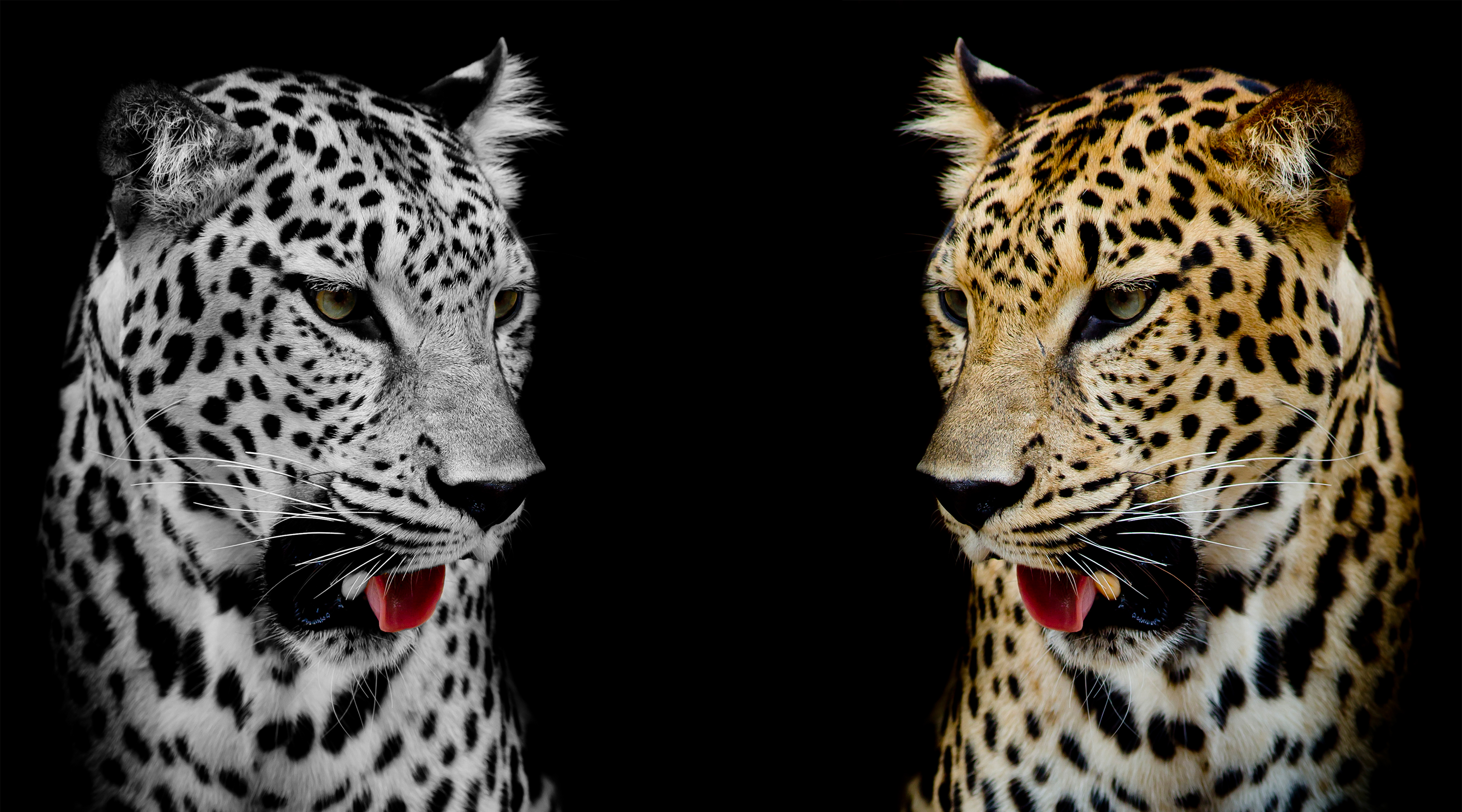 Wallpapers Leopard portrait big cat spotted cat on the desktop