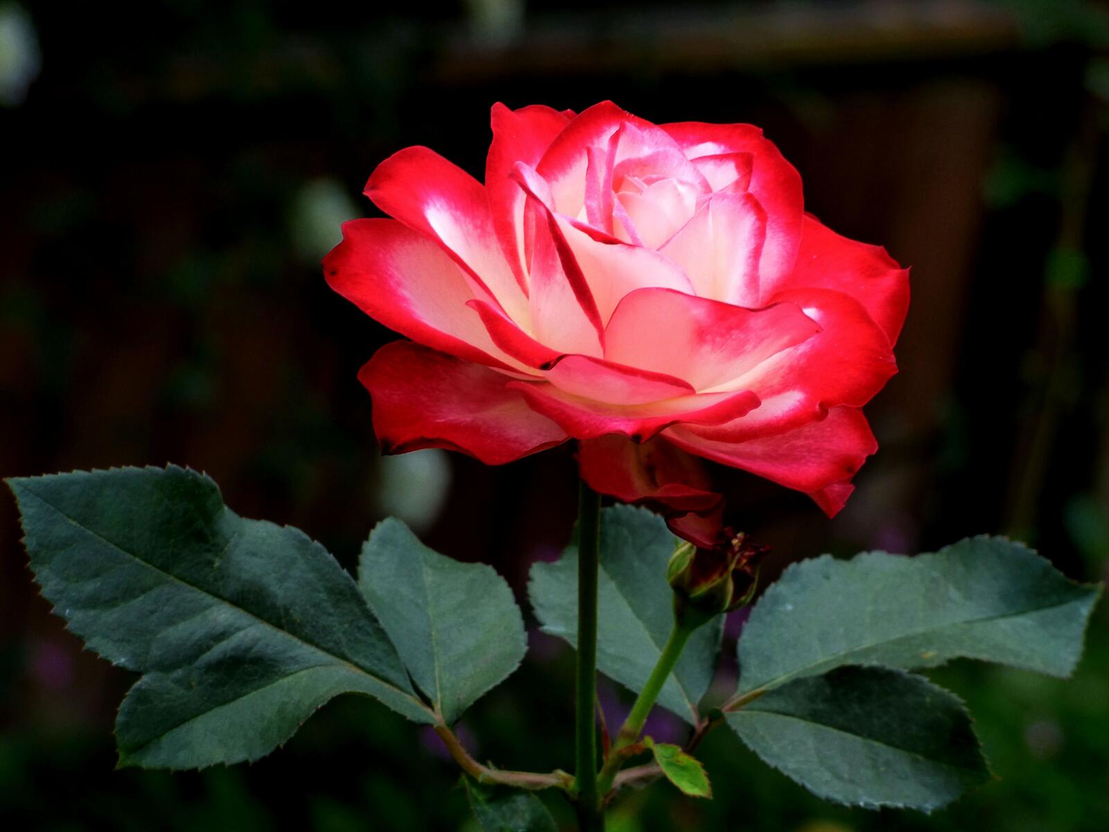 Обои красные лепестки красная роза флора на рабочий стол