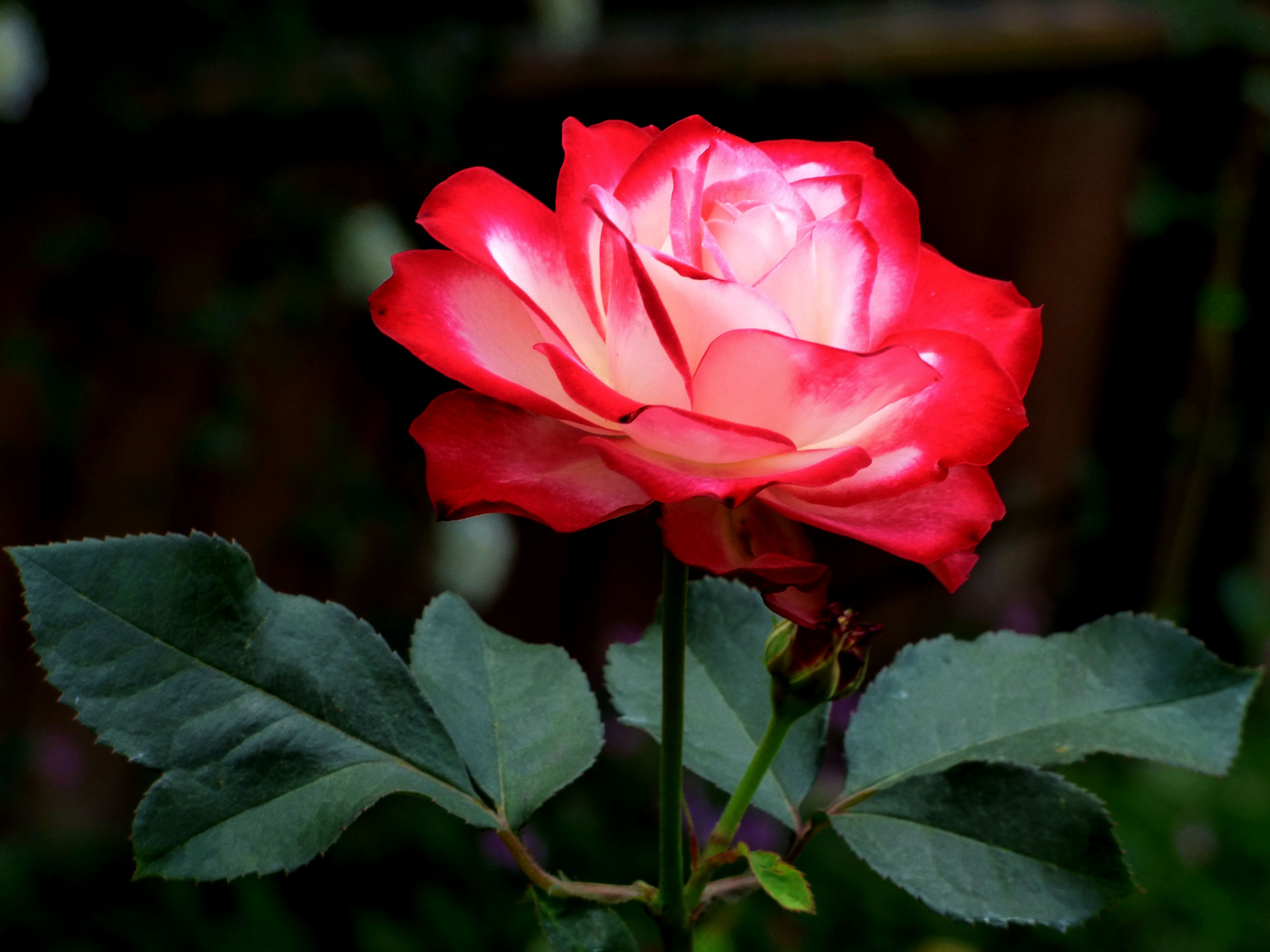 Фото бесплатно красные лепестки, красная роза, флора