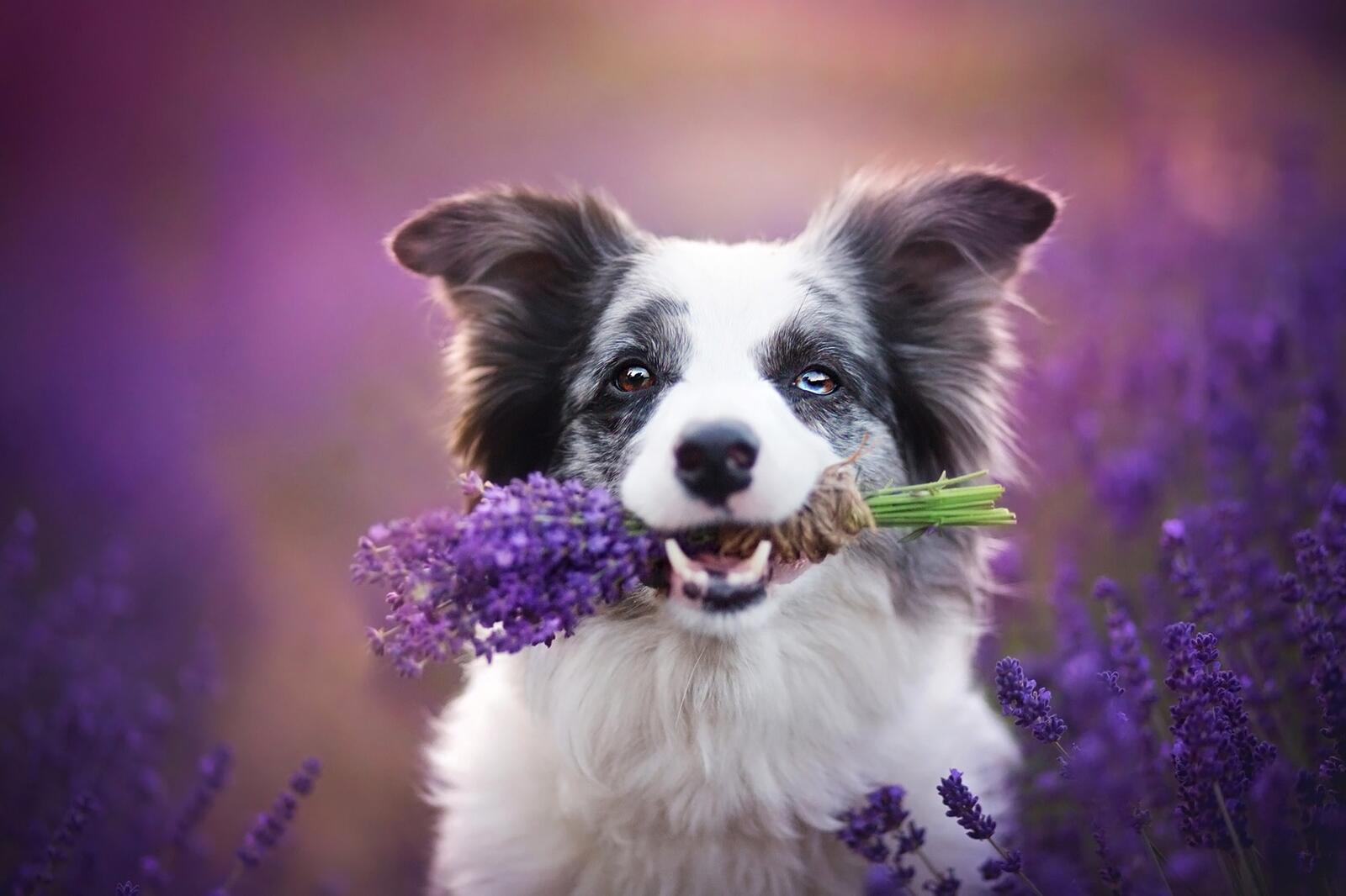 Free photo A dog with a bouquet