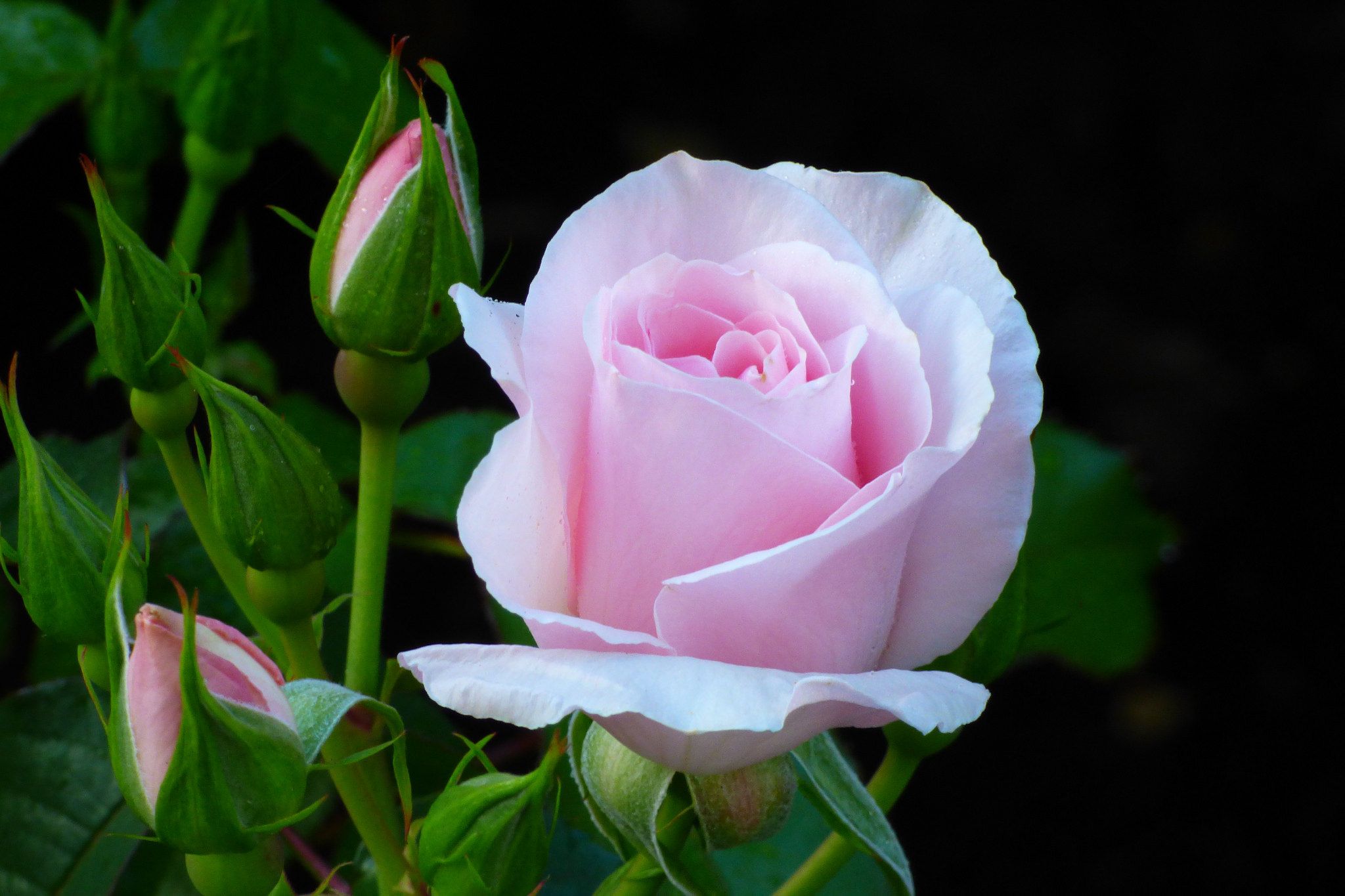 Love Rose - free photo