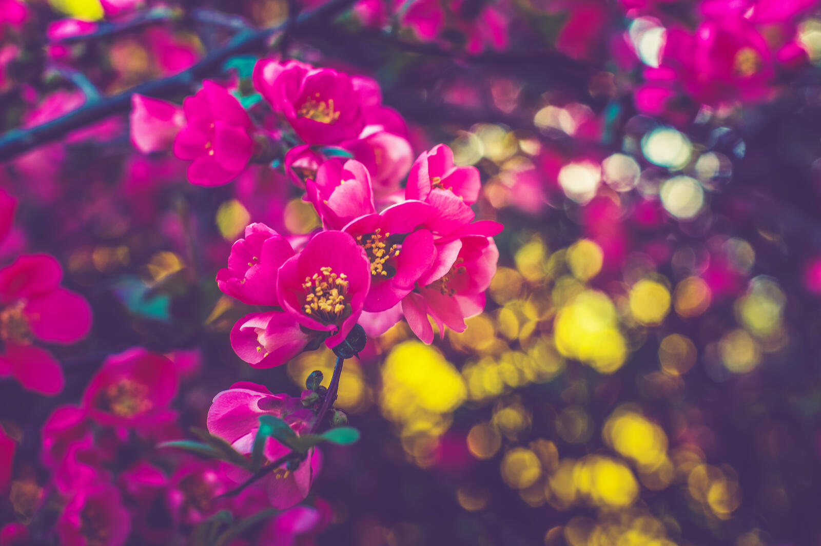 免费照片日本的樱花园