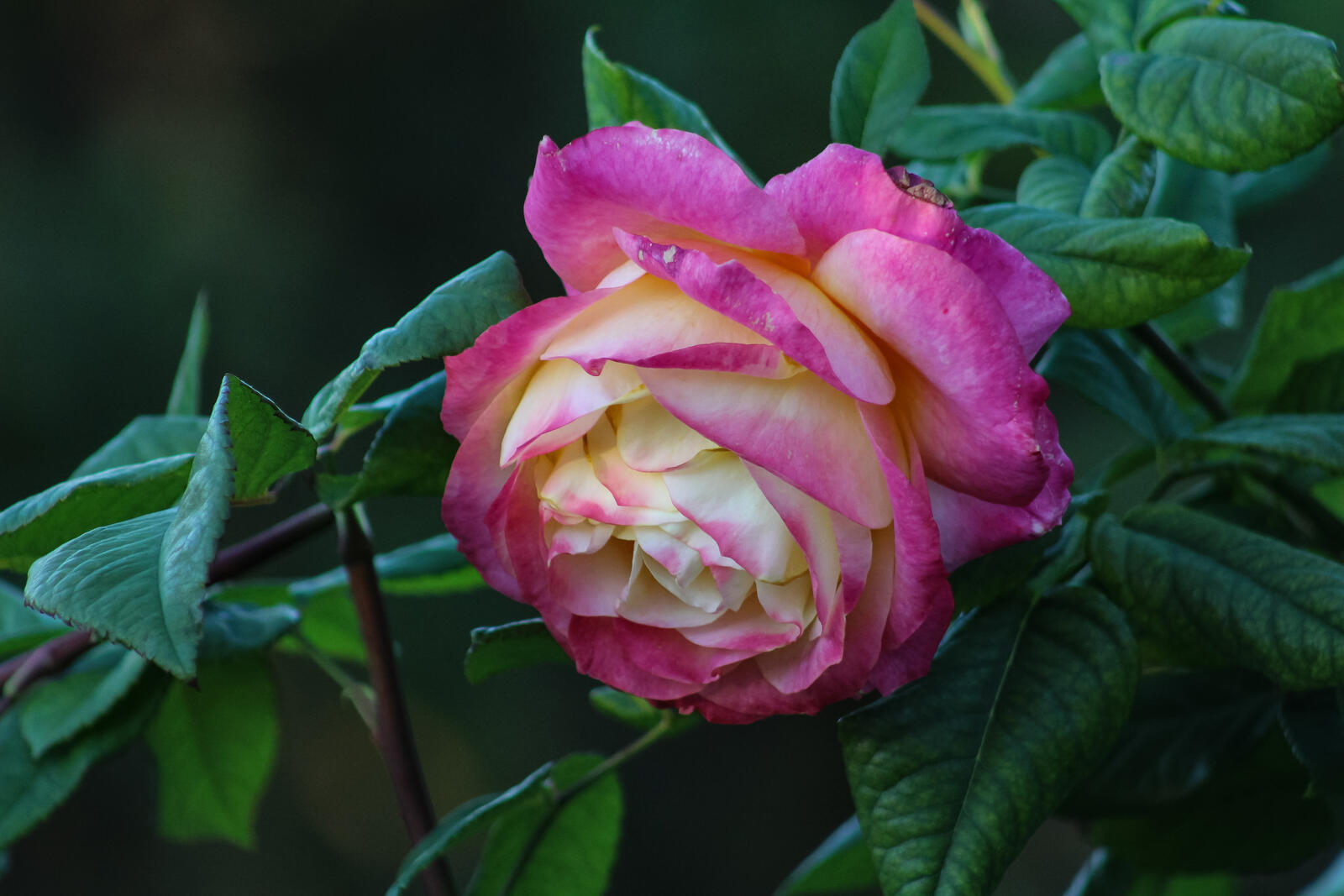Обои цветение цветок роза на рабочий стол