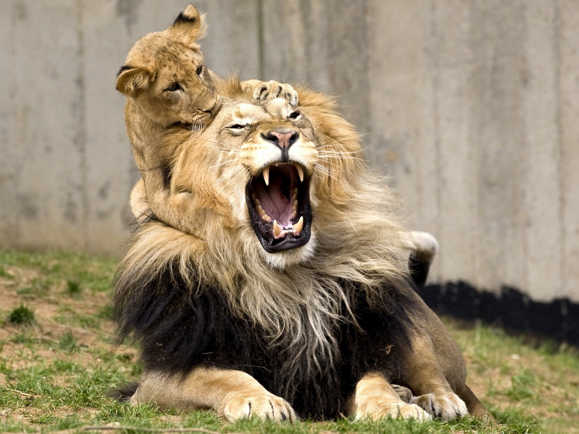 Обои игривый львенок лев кусает на рабочий стол