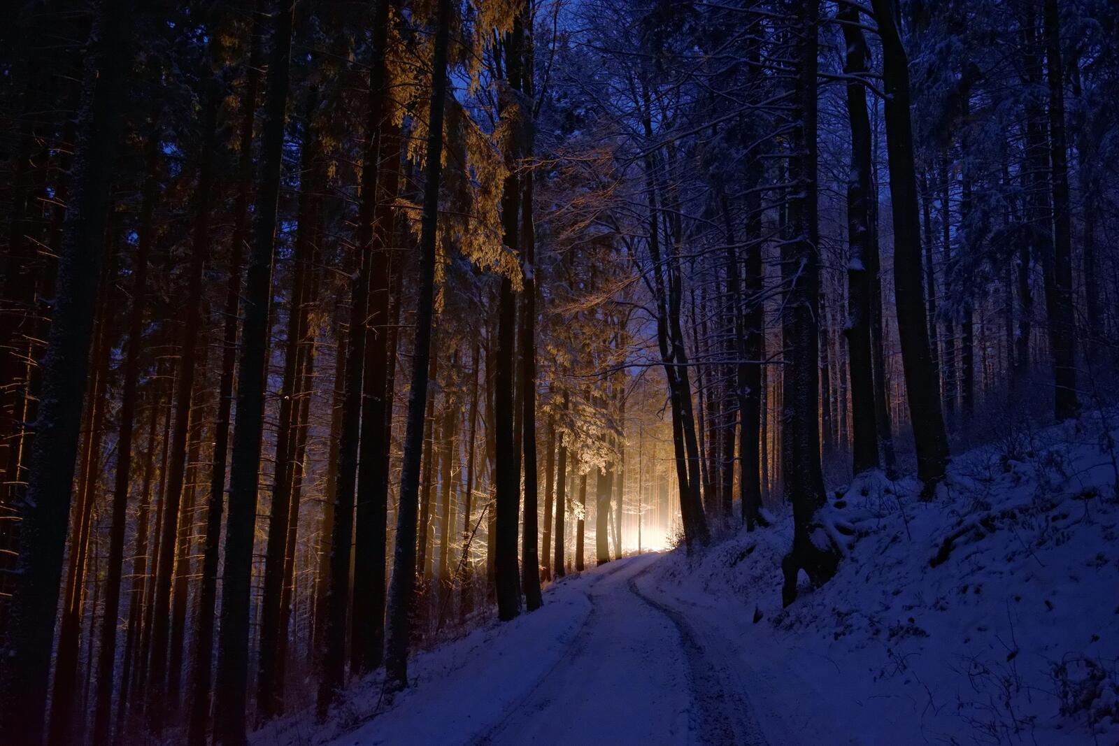 Обои лес свет зима на рабочий стол