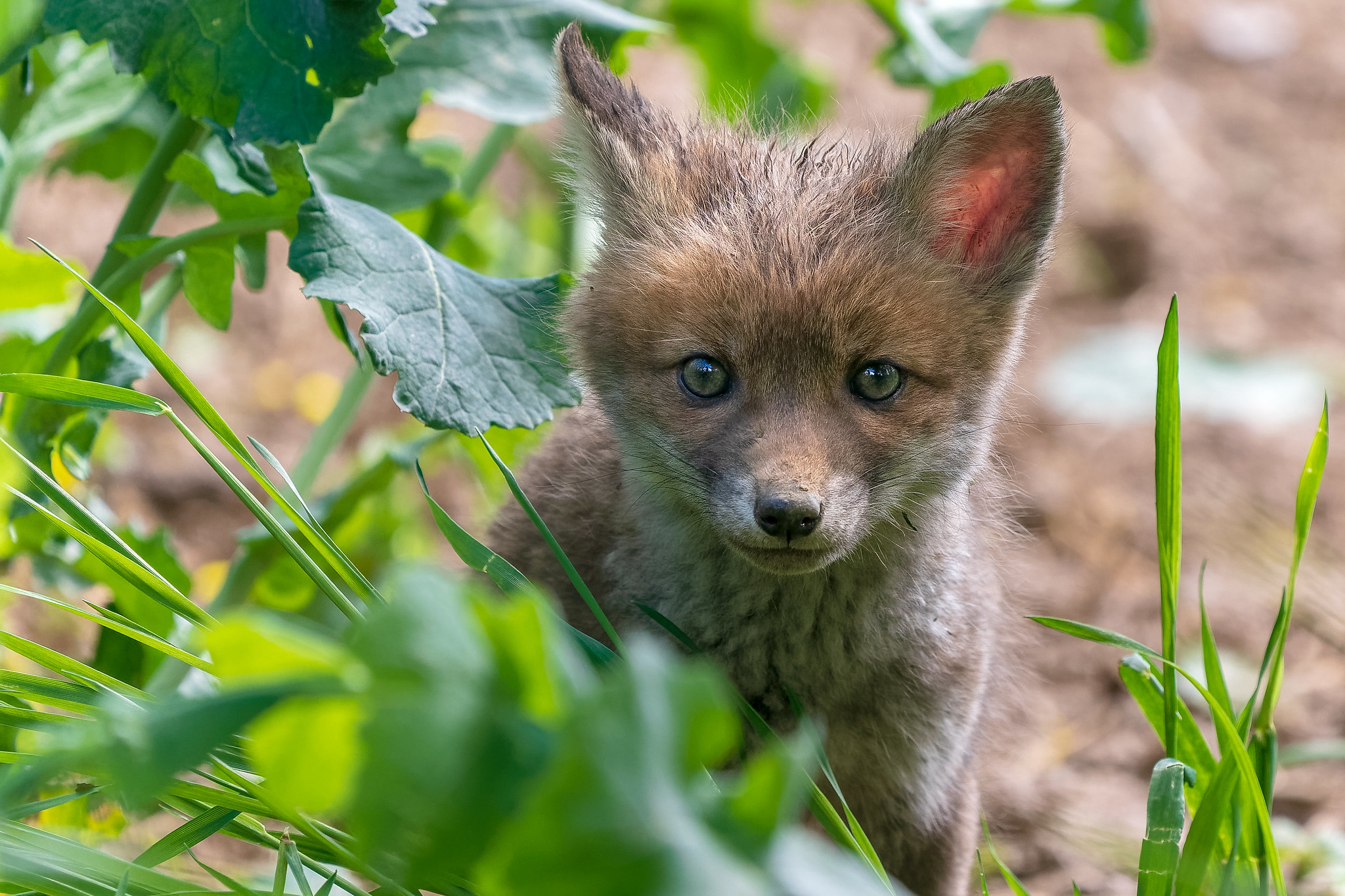 Photo free Red Fox, predator, carnivore