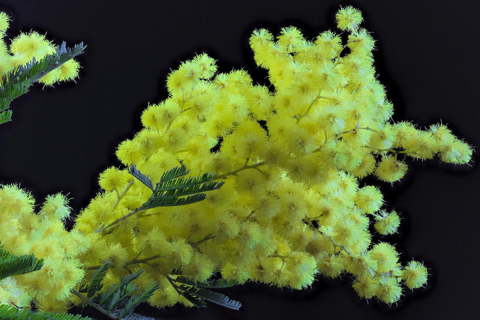 Wallpapers mimosa flower branch on the desktop