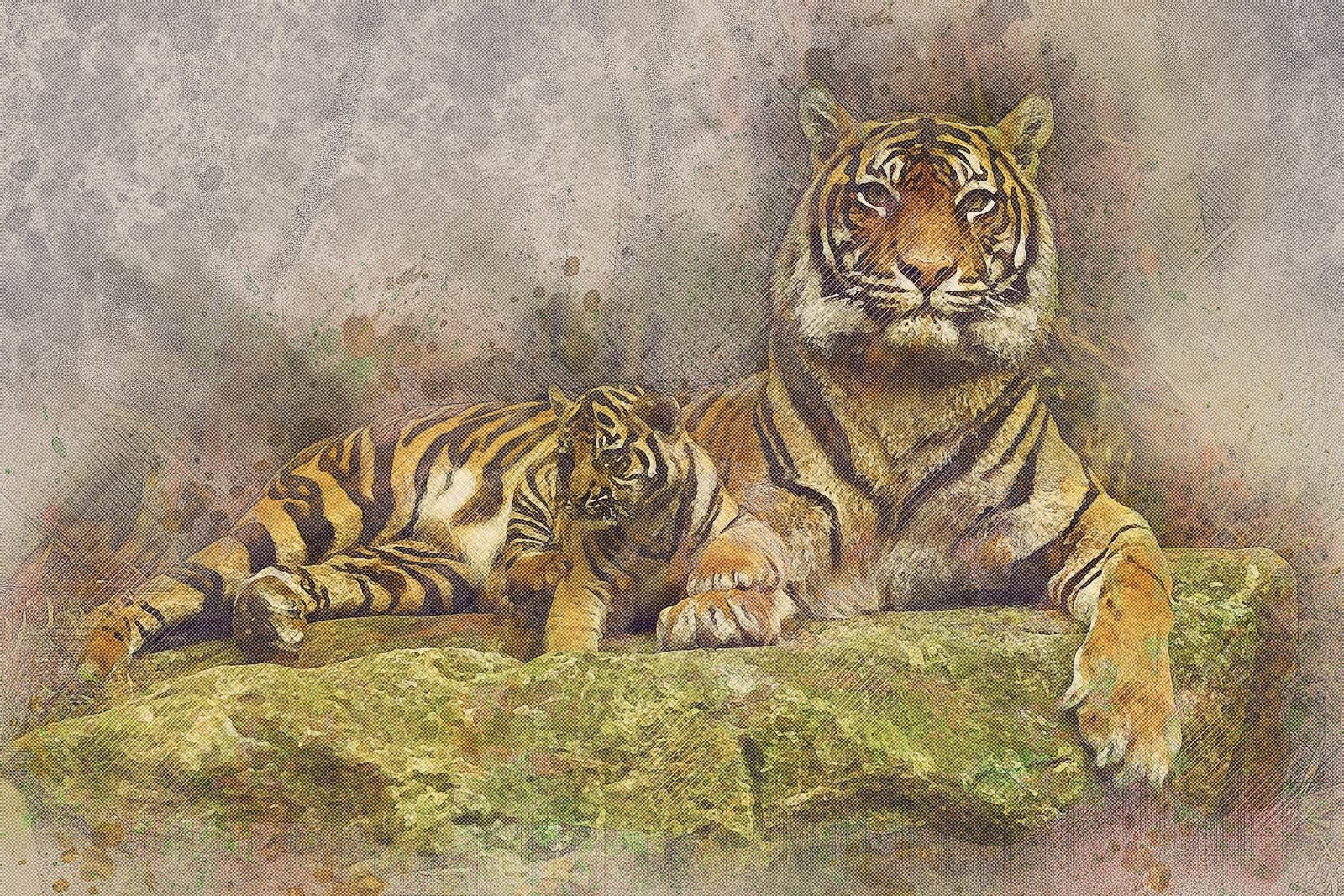 Wallpapers tiger cat feline on the desktop