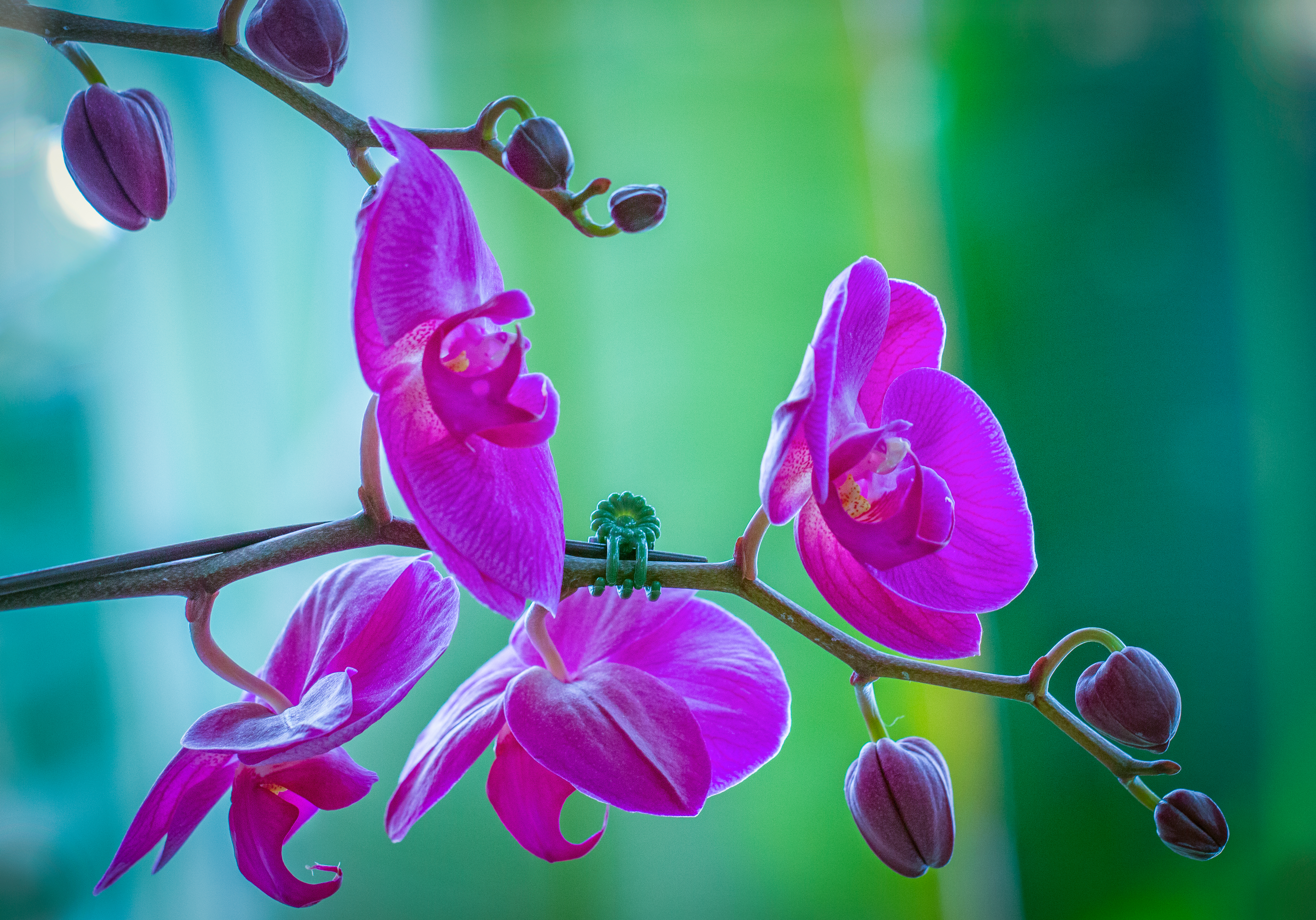 Фото бесплатно орхидея, цветок, цветы