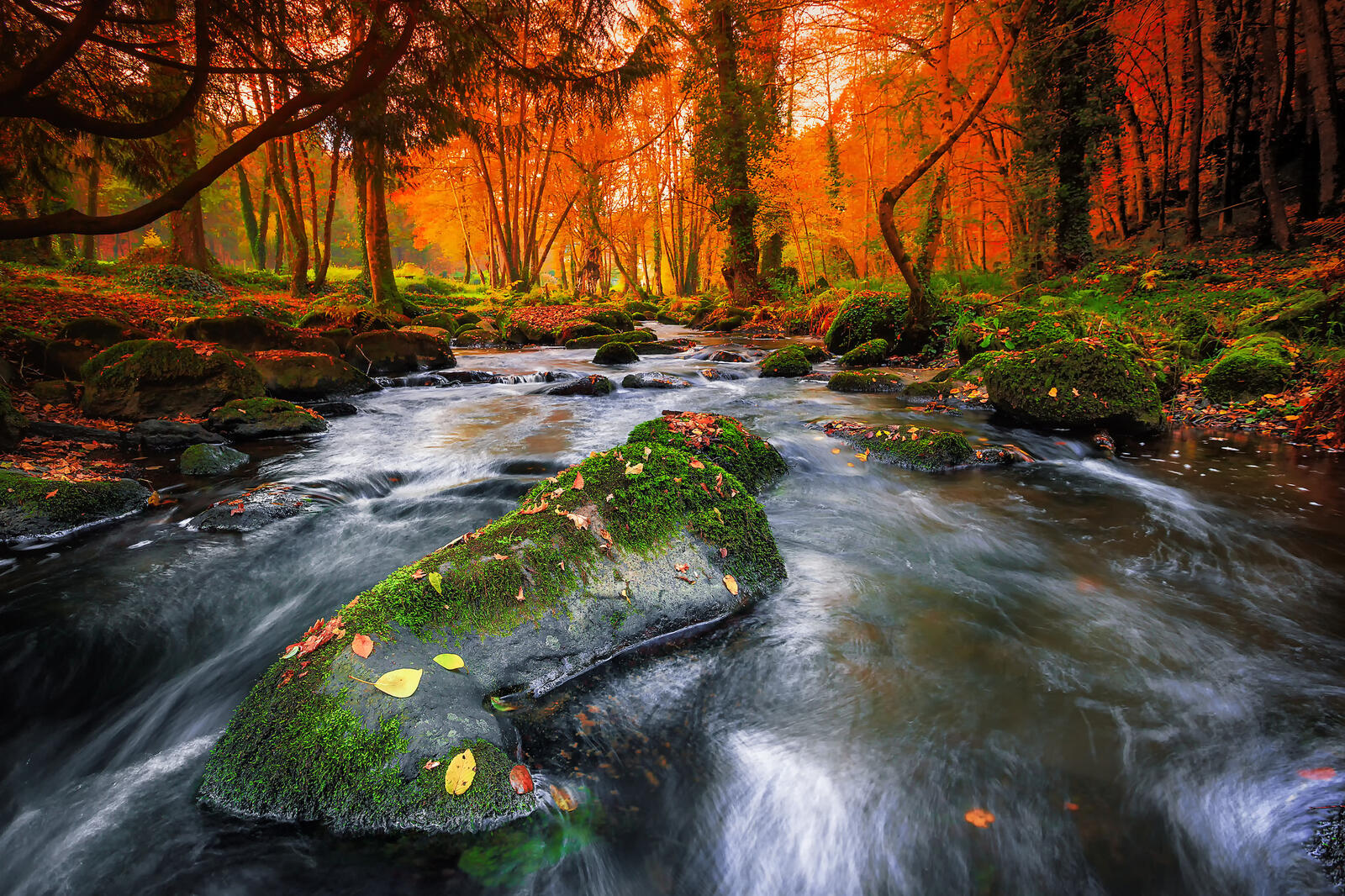 Wallpapers autumn leaves river landscape on the desktop