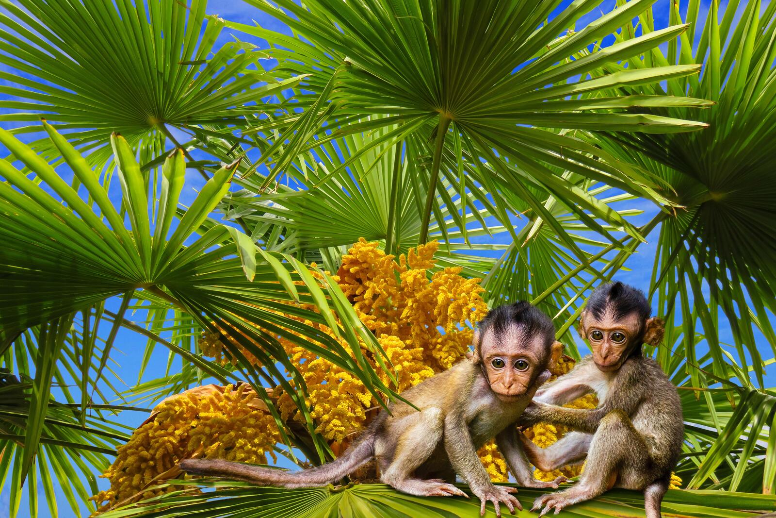 Wallpapers palm monkey tree on the desktop