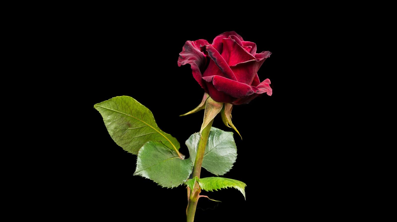 Обои одинокая роза цветок цветы на рабочий стол