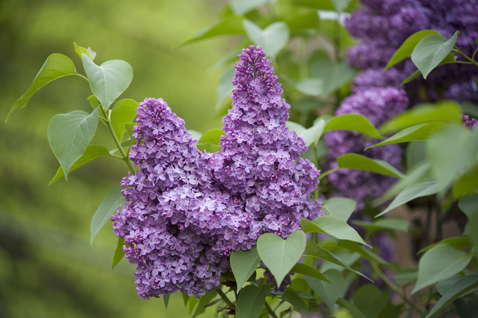 Wallpapers lilac flowers bloom on the desktop