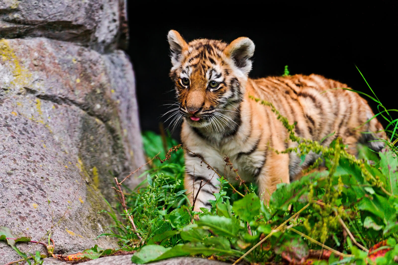 Wallpapers striped tiger cub predator on the desktop