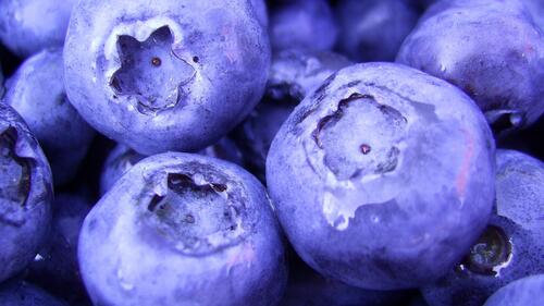 Blueberry close-up