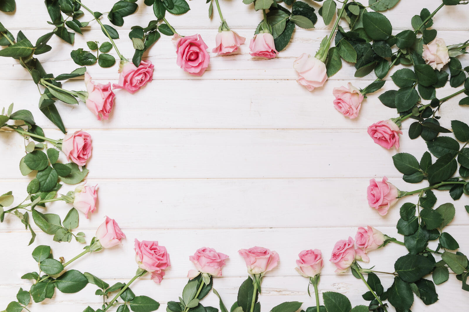 桌面上的壁纸装饰 玫瑰 花蕾