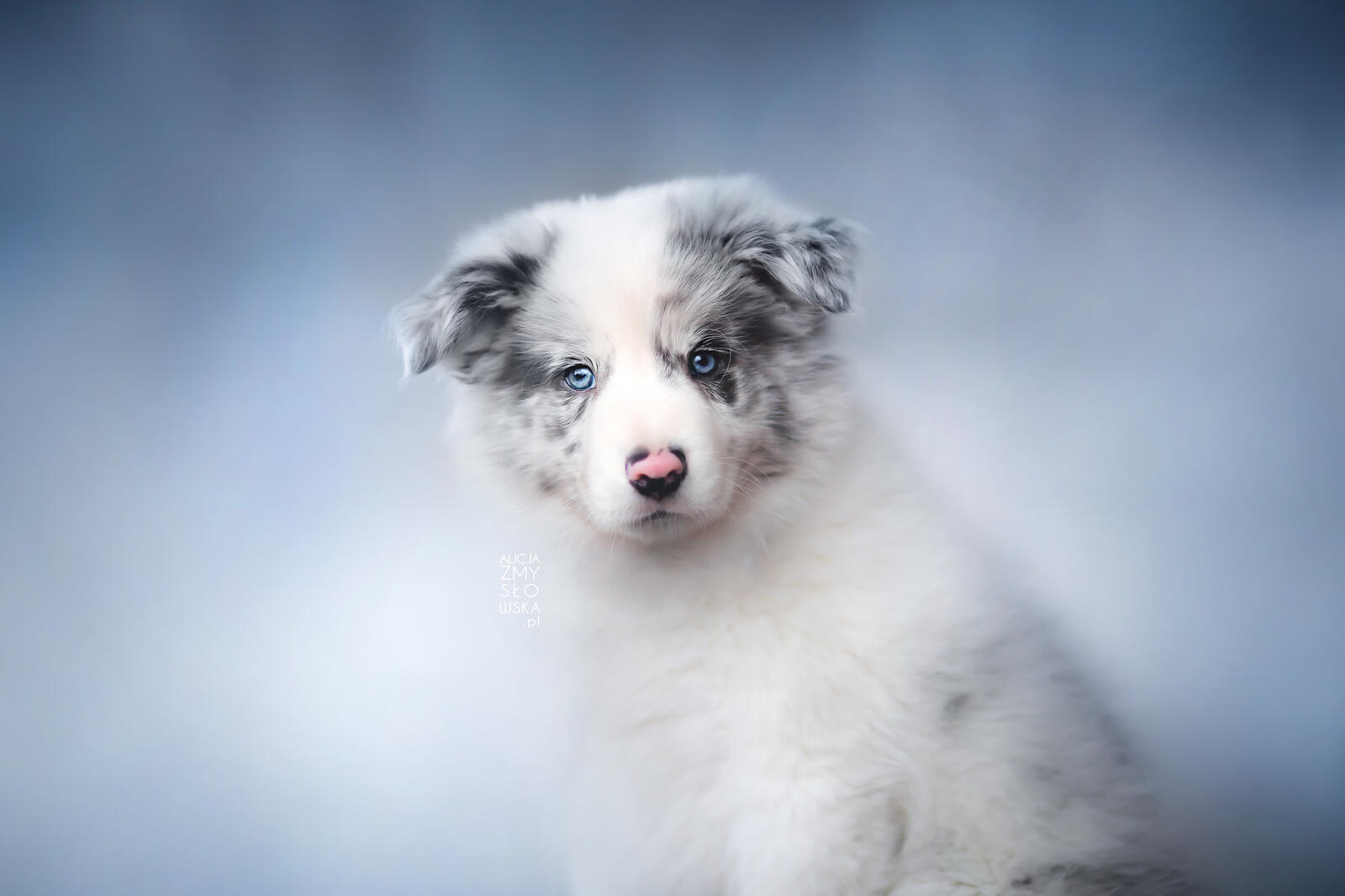 Wallpapers collie puppy face on the desktop