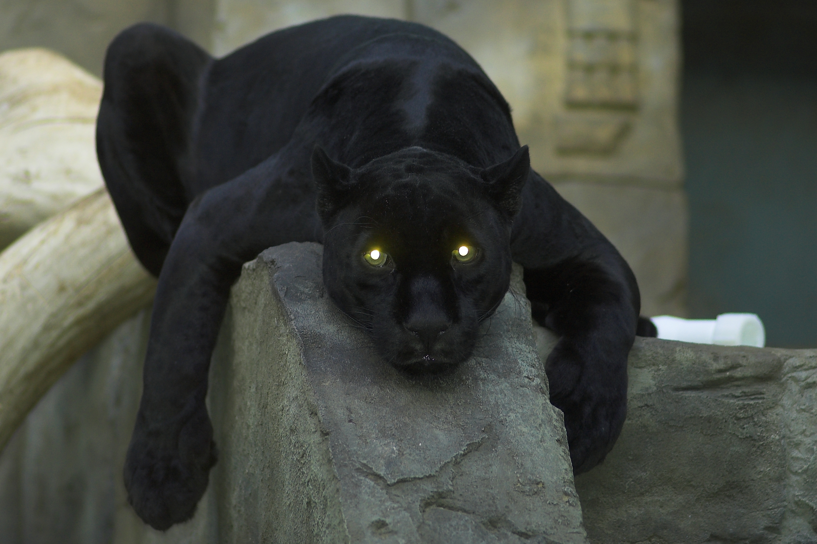 Wallpapers Panther view eye on the desktop