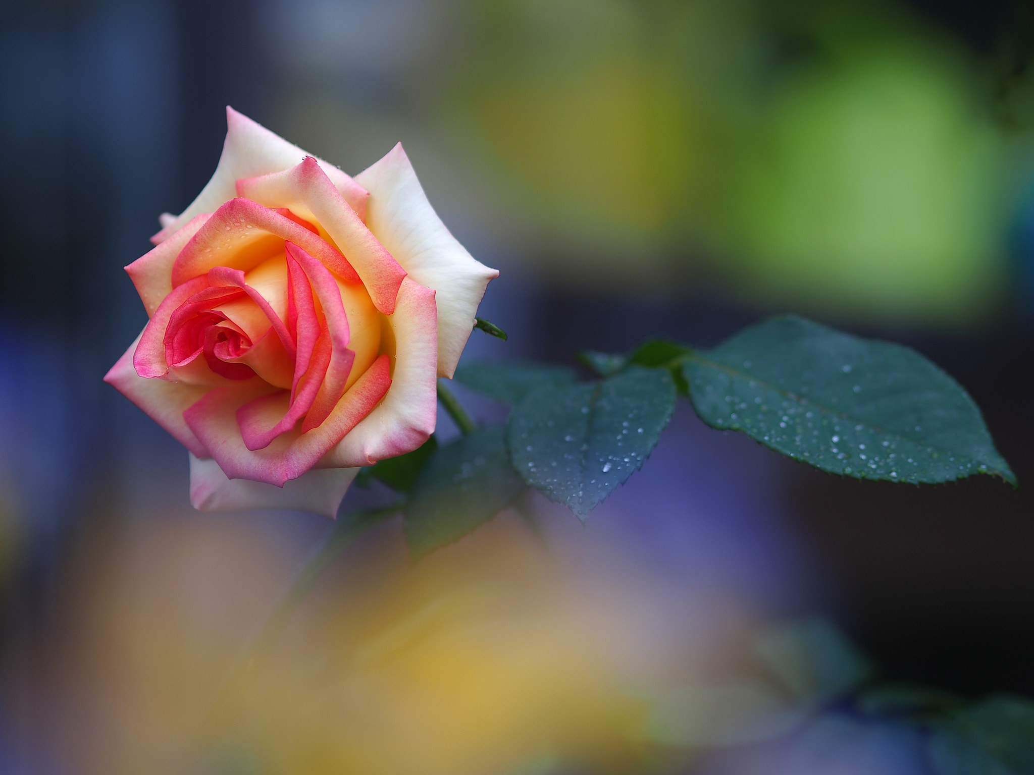 Фото бесплатно одинокая роза, розы, бутон розы
