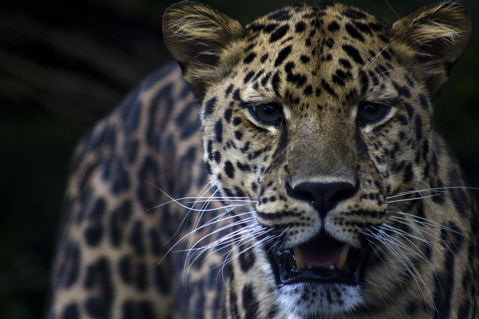 Бесплатное фото Дальневосточный амурский леопард