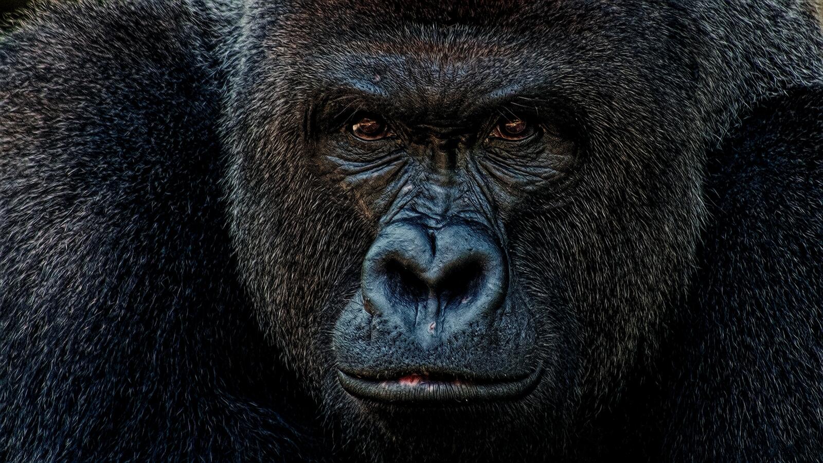 Обои горилла грозный взгляд приматы на рабочий стол