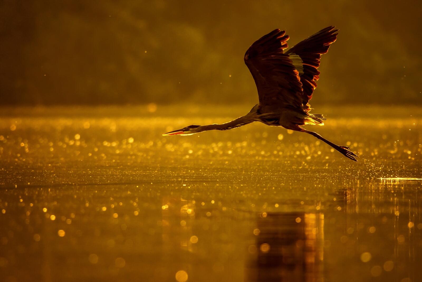 Бесплатное фото Цапля летящая над водой