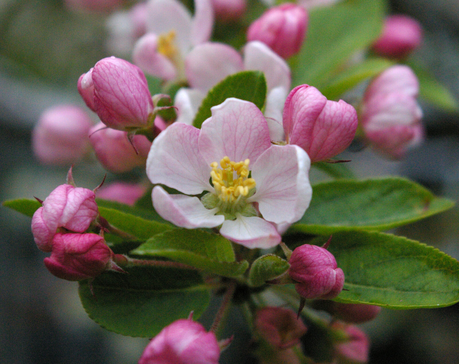 Обои весна яблоня цветок на рабочий стол